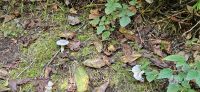 PICTURES/Samuel Boardman Scenic Corridor/t_Shroom1.jpg
